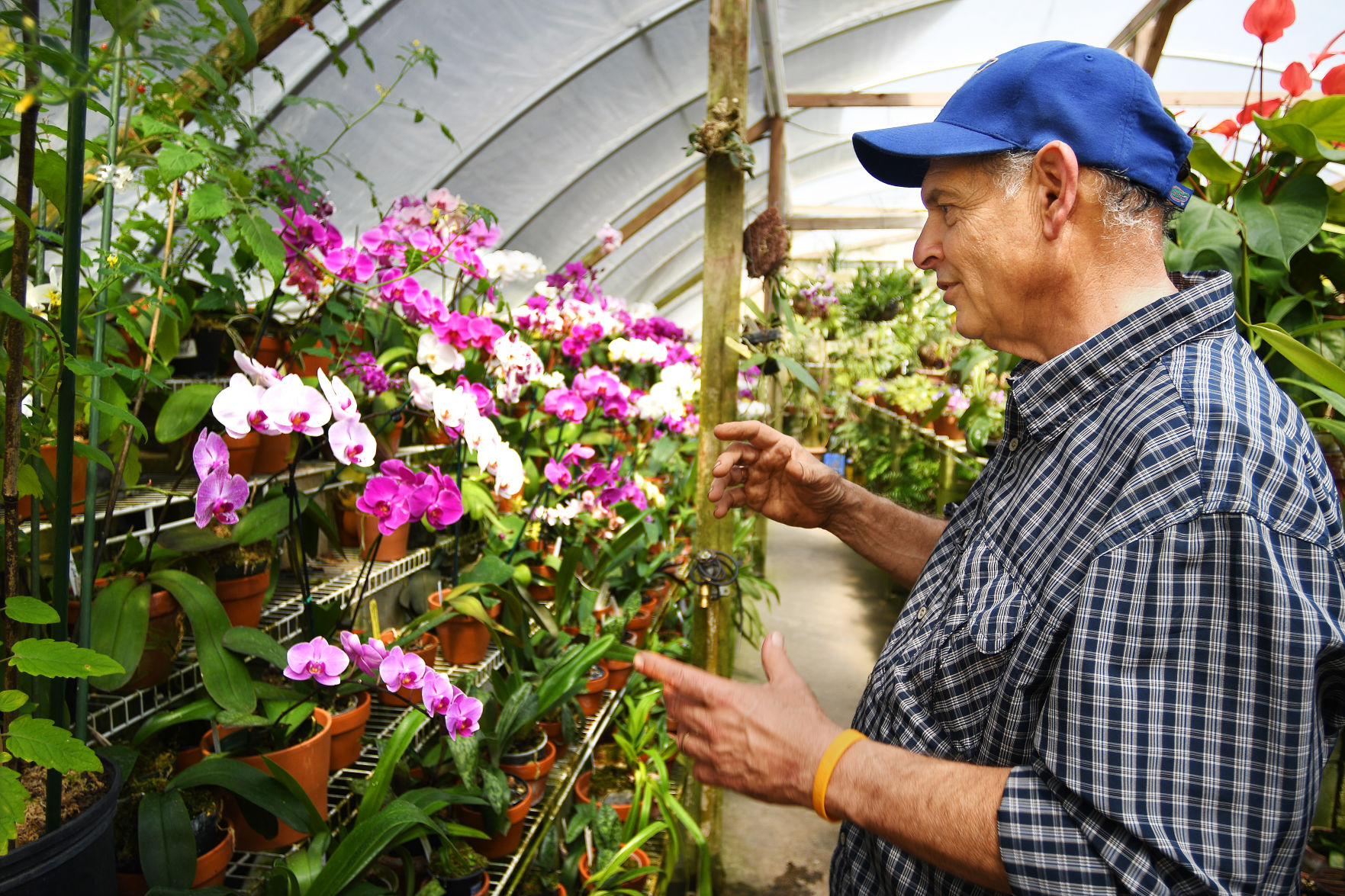 orchids 5.jpg